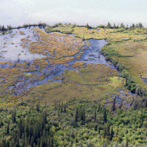 Riparian sub-arctic boreal forest taiga wetland