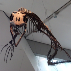 Mosasaur skeleton facing camera