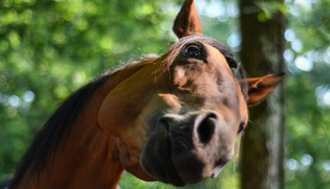 Horse with head tilted